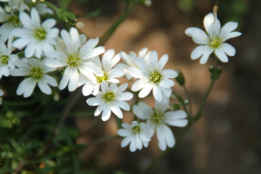 Cerastium arvenseAkkerhoornbloem bestellen